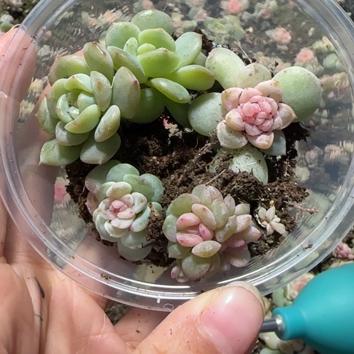 96绝绝子多肉一盆