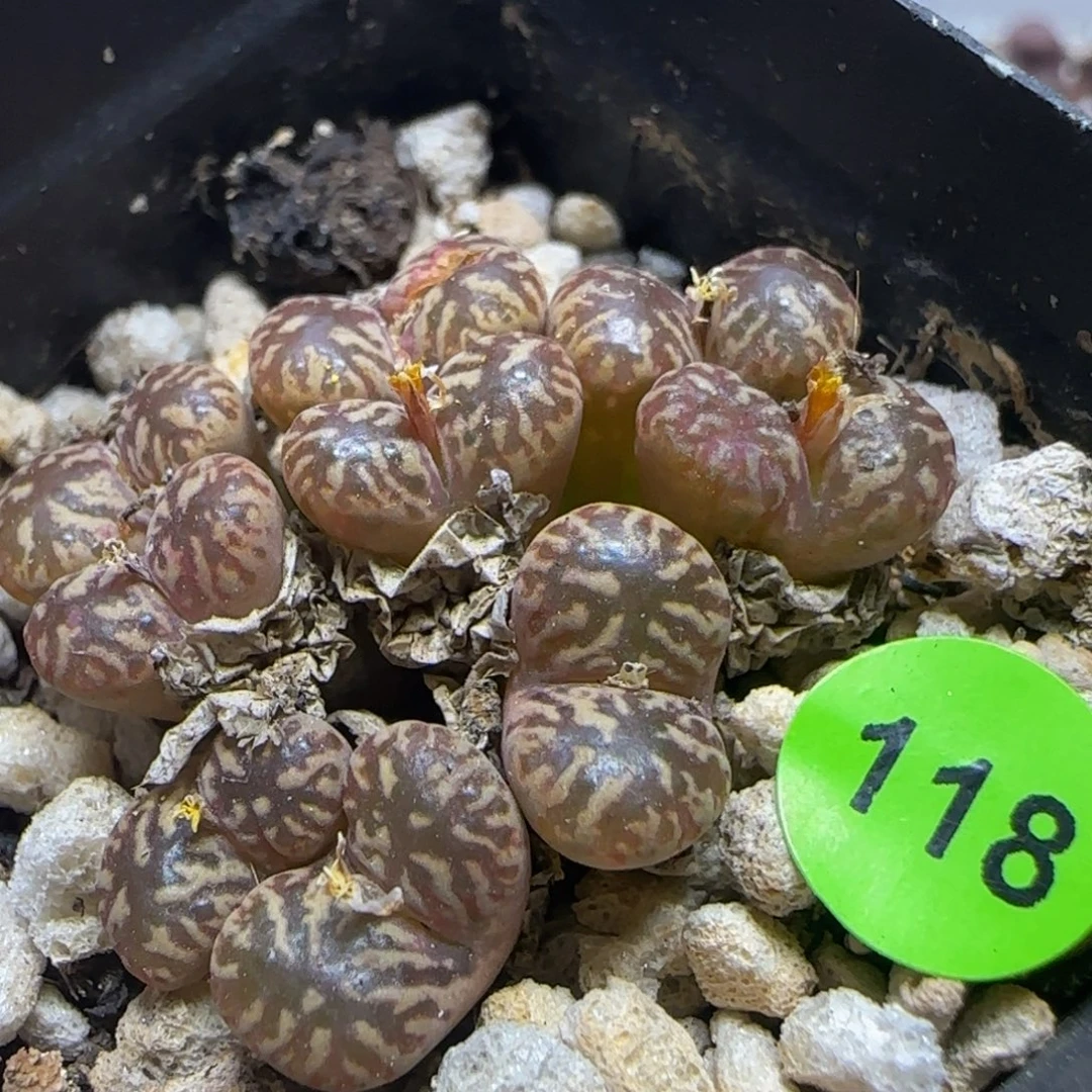 漂漂亮亮多肉植物118