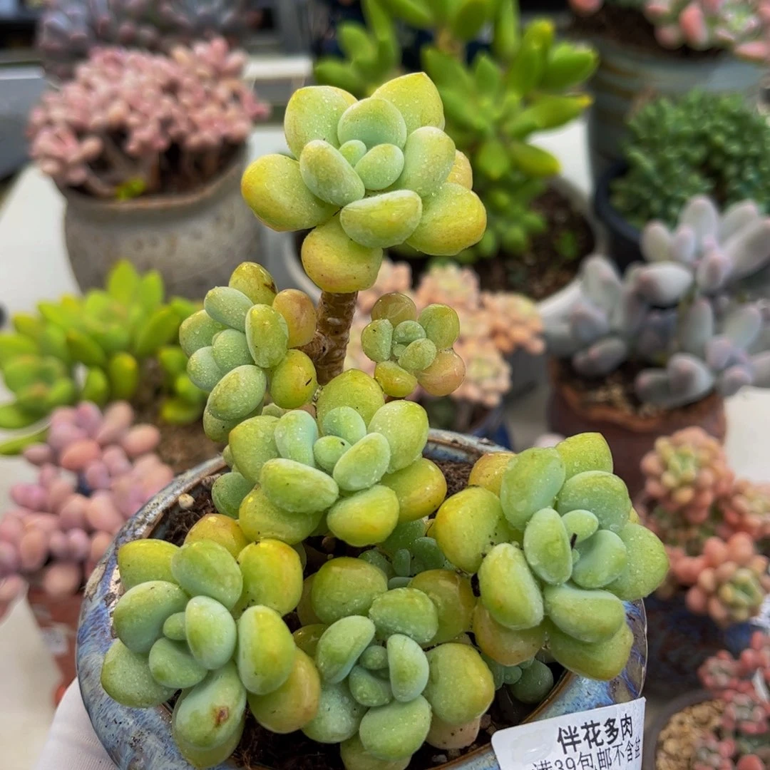 521-奶白糖多肉8cm
