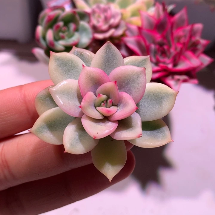 红色斯特拉黄腹轮锦