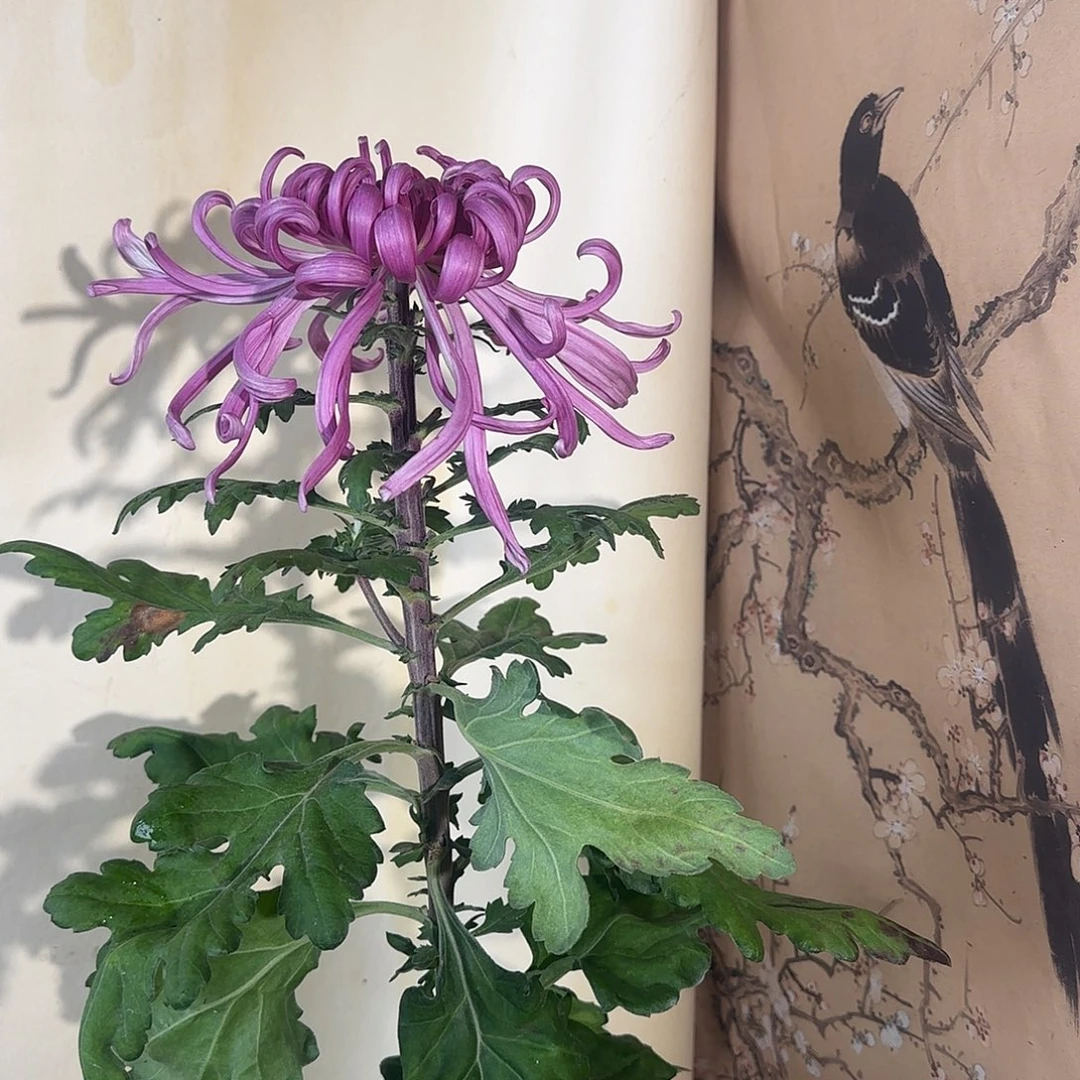 张***晴全部花朵M6666666