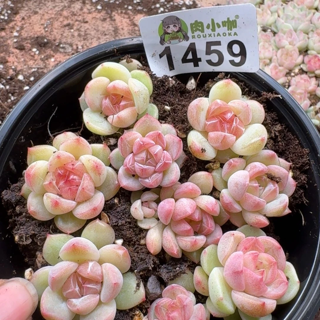 多肉植物多肉植物