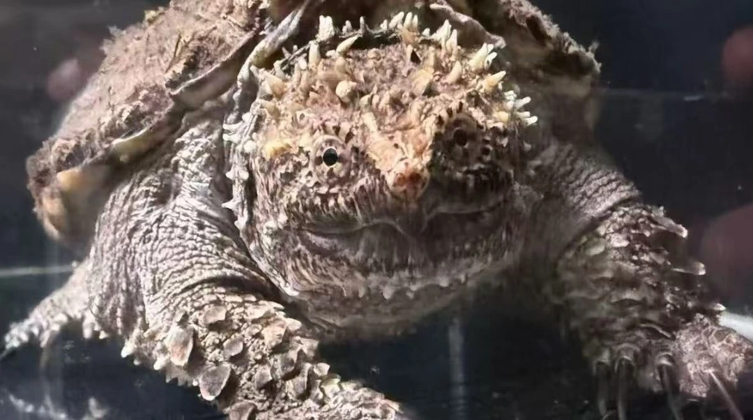 直播间补差及龟粮专用 直接拍不发货