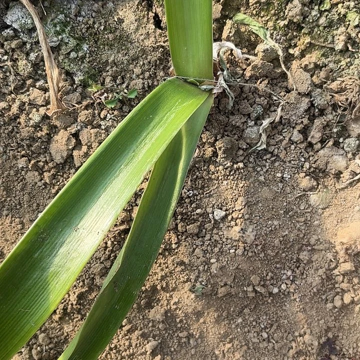 2024杂交小苗20颗开花不售后