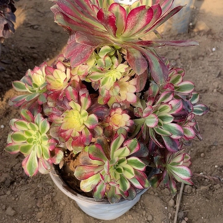 187冰淇淋多肉植物保护