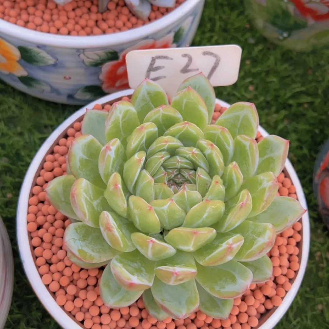 L***白多肉植物的生长发育和
