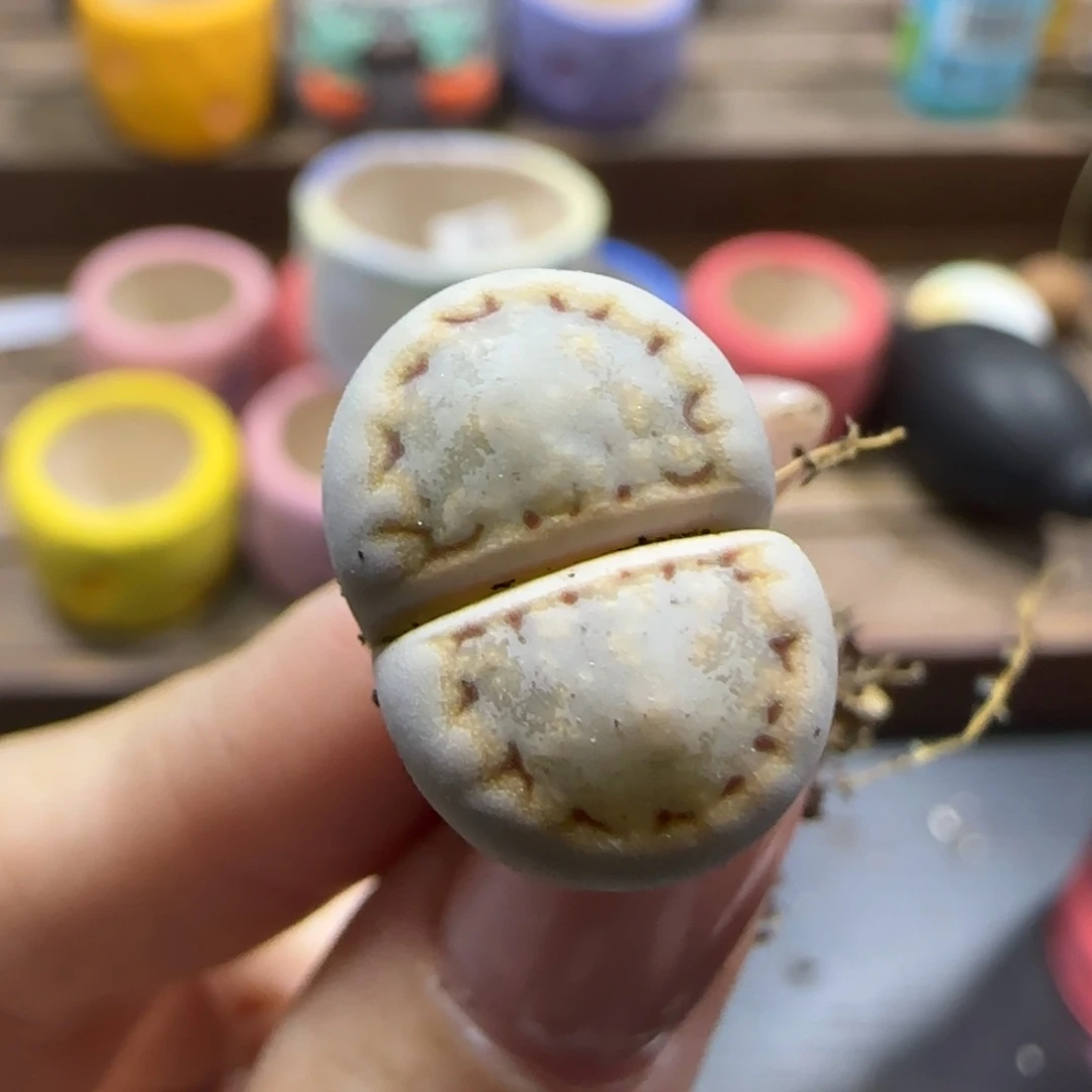 小****10.7。   215。   9001