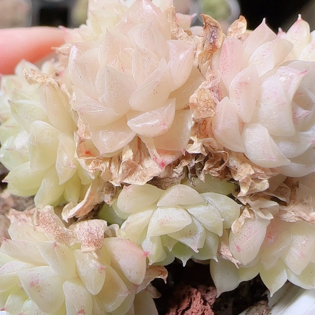 花语逸镜1122-75散