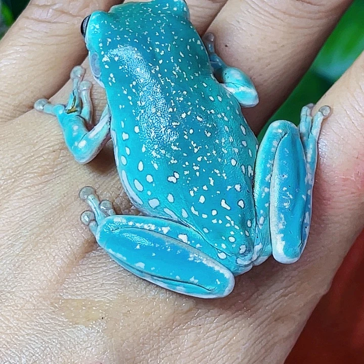 老爷树蛙 大蛙 母 闪电纹 奥兰暴雪