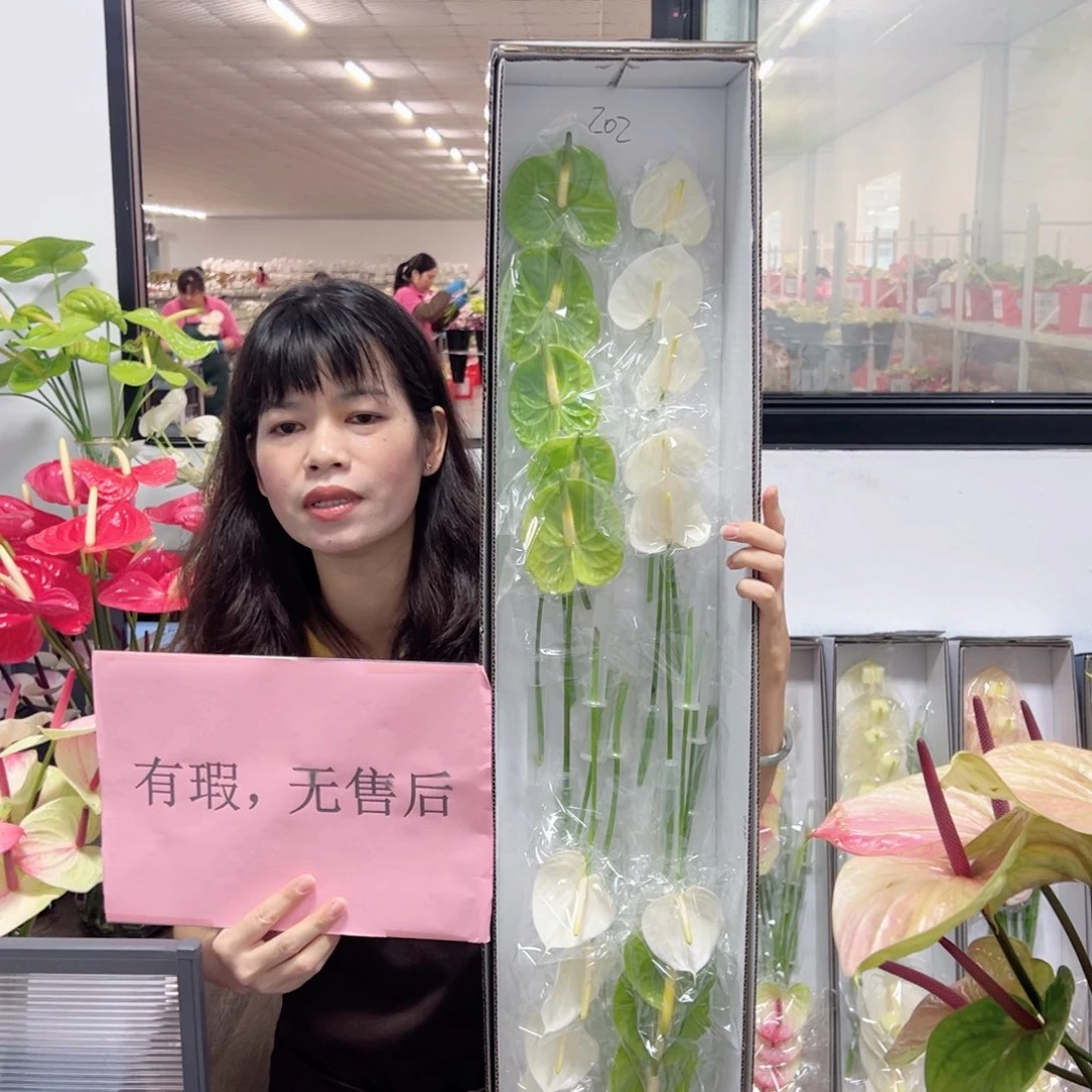 完全开放红掌鲜切花混色20枝装无售后款202