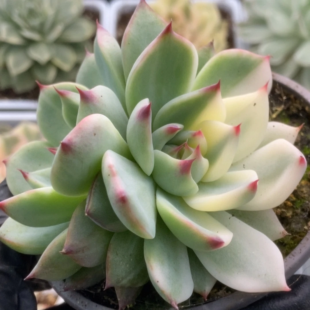 162锦锦锦锦锦锦锦锦锦
