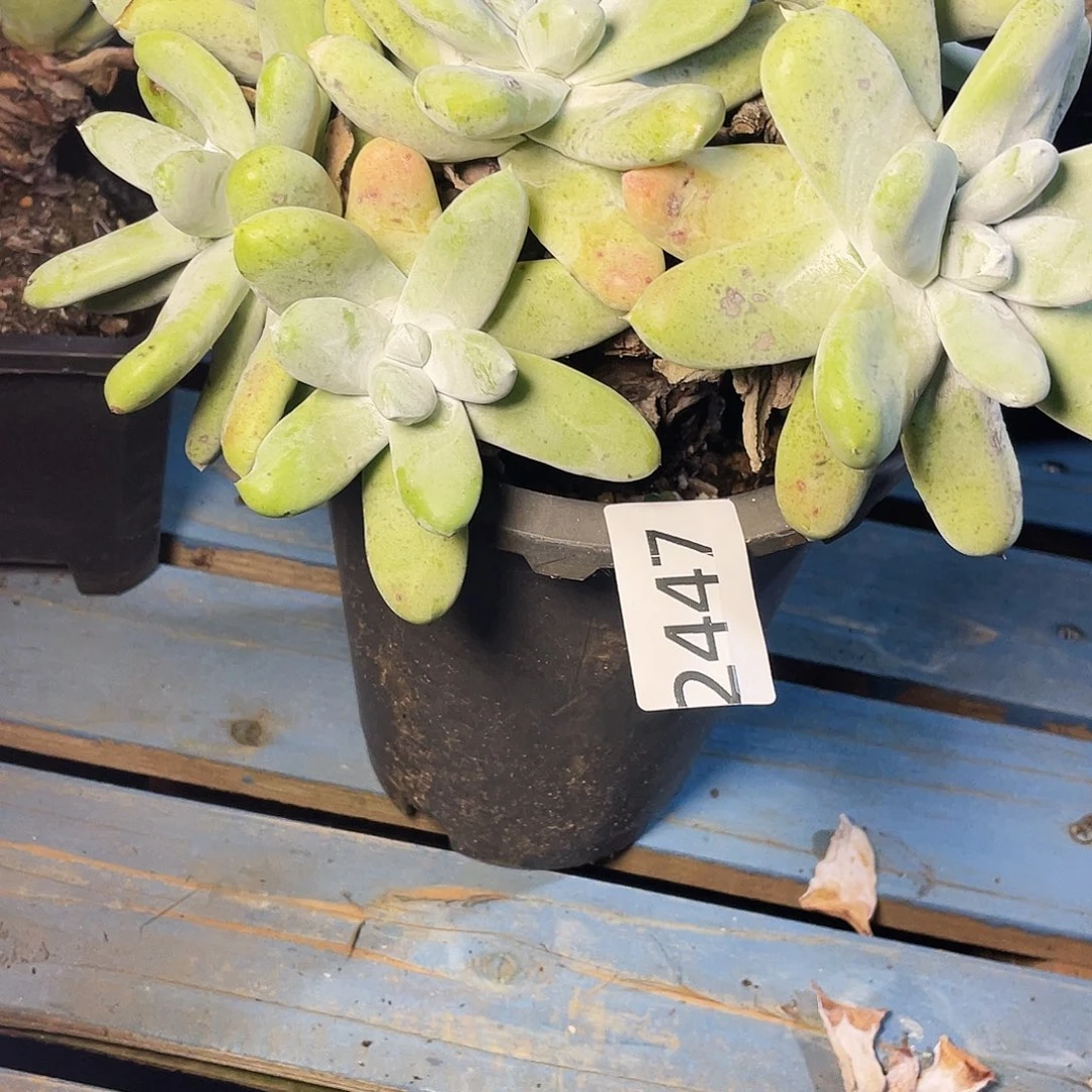 峻*拇指老桩拇指2447