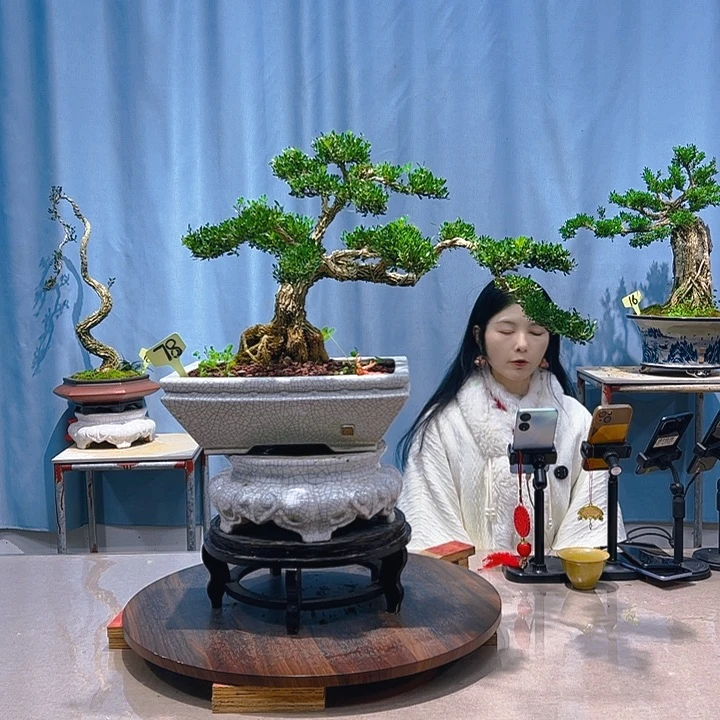 无花朵广东皱皮雀舌黄杨