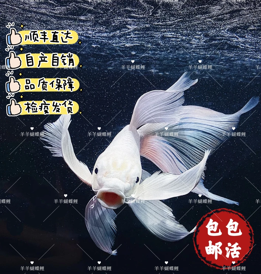 ①主播改价专用-【羊羊蝴蝶鲤】