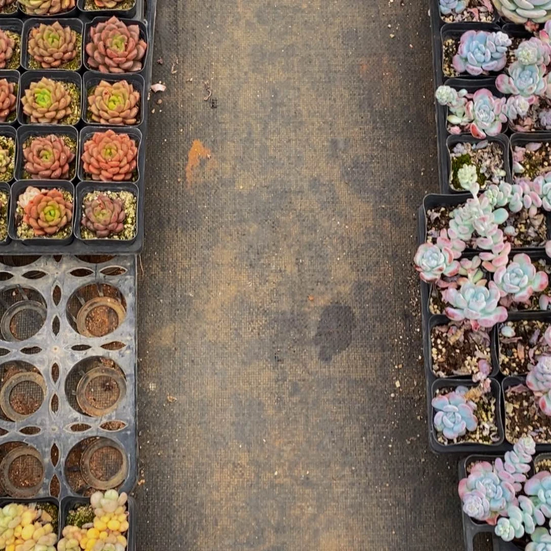 樱***子对的人我不知道怎么