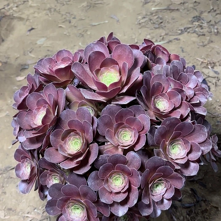 多肉植物法师魅金5