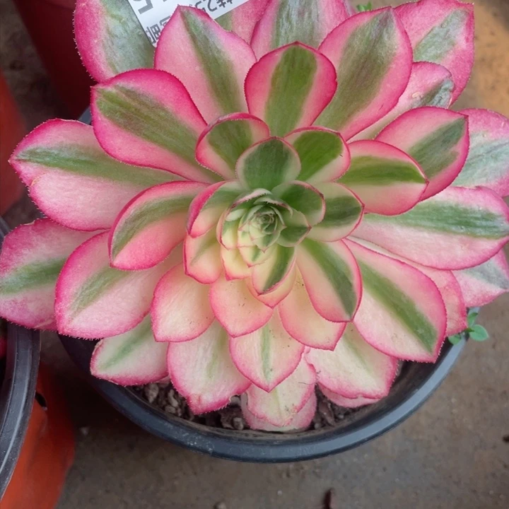 315倾城多肉12345678