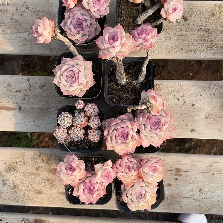 呜****~多肉植物满20包邮