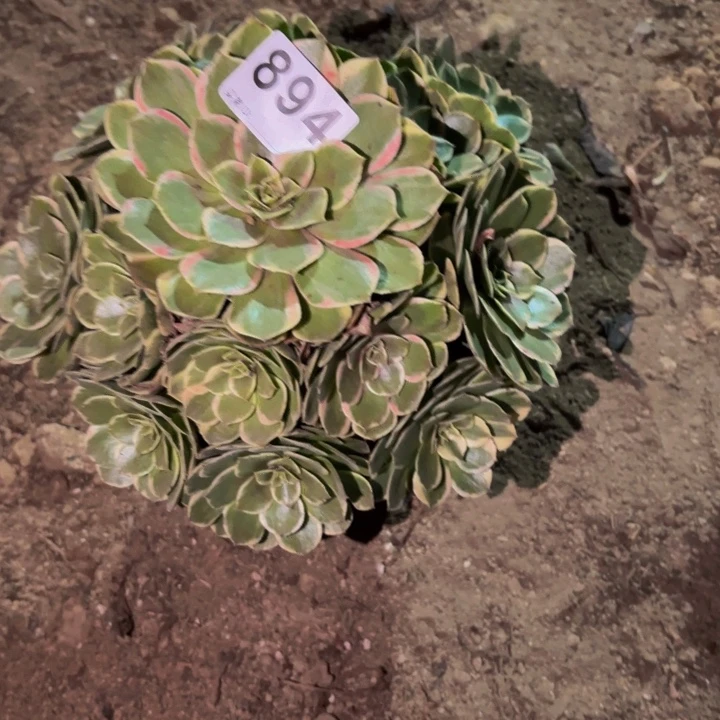 894孔雀翎多肉植物
