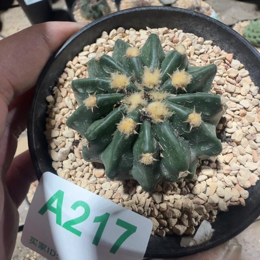 无刺凌波 实生仙人球217