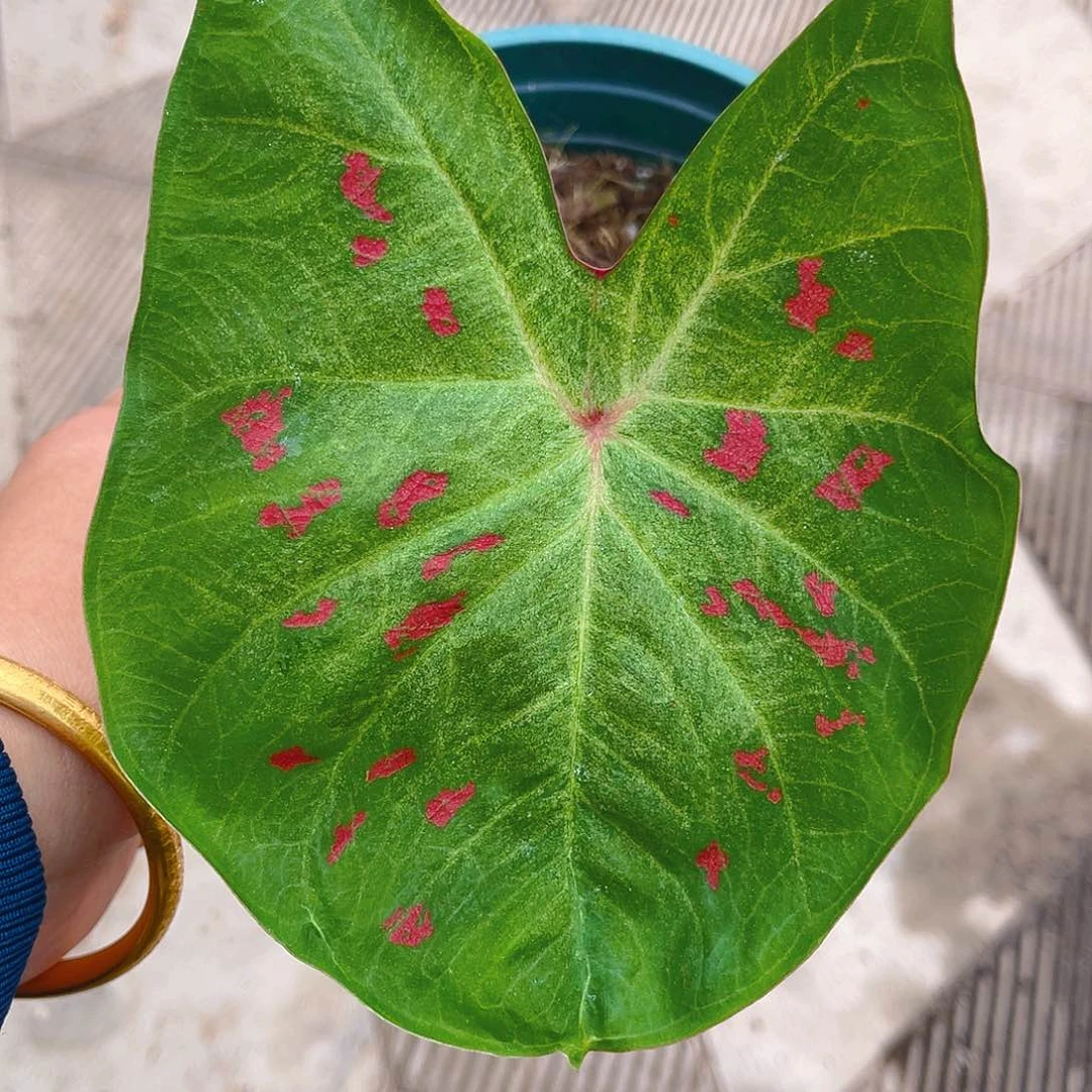 完全开放泰彩一物一拍2316