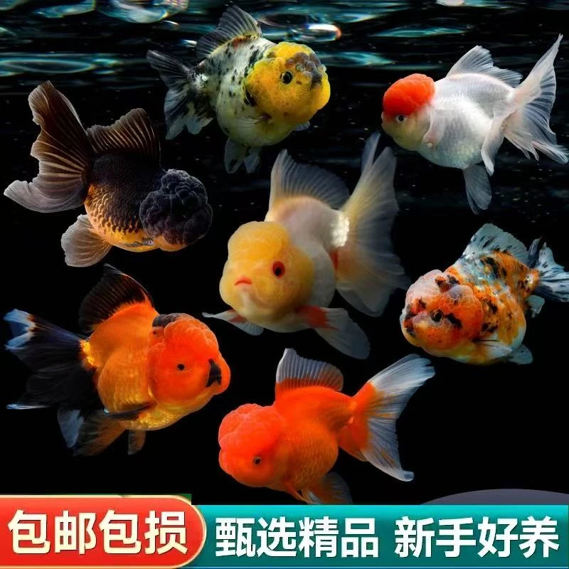 【满缸福利】黄金尺寸精品国粹金鱼好养耐活冷水观赏鱼9条6-8cm包邮