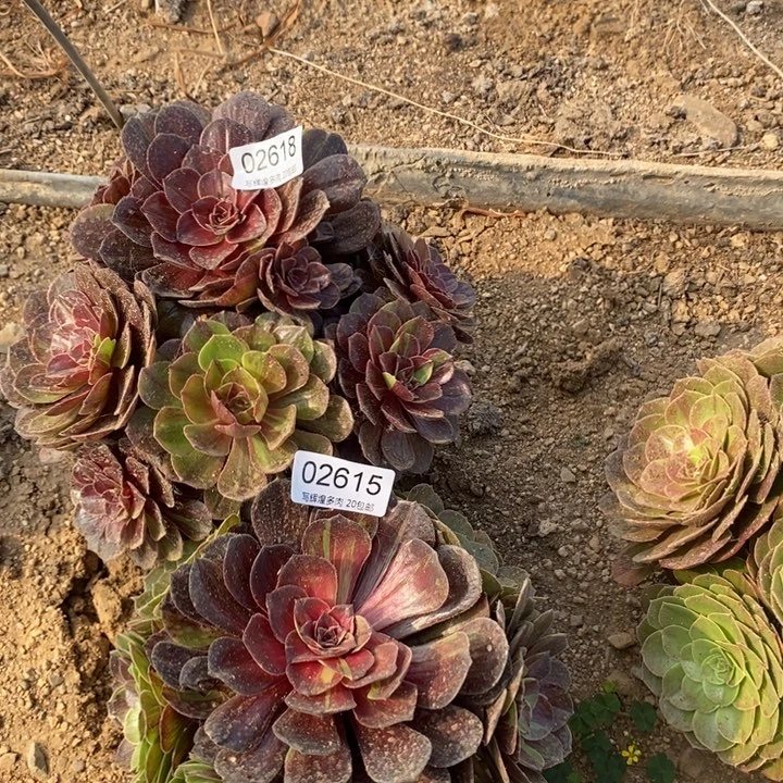 女***氓02615002618两颗多肉植物