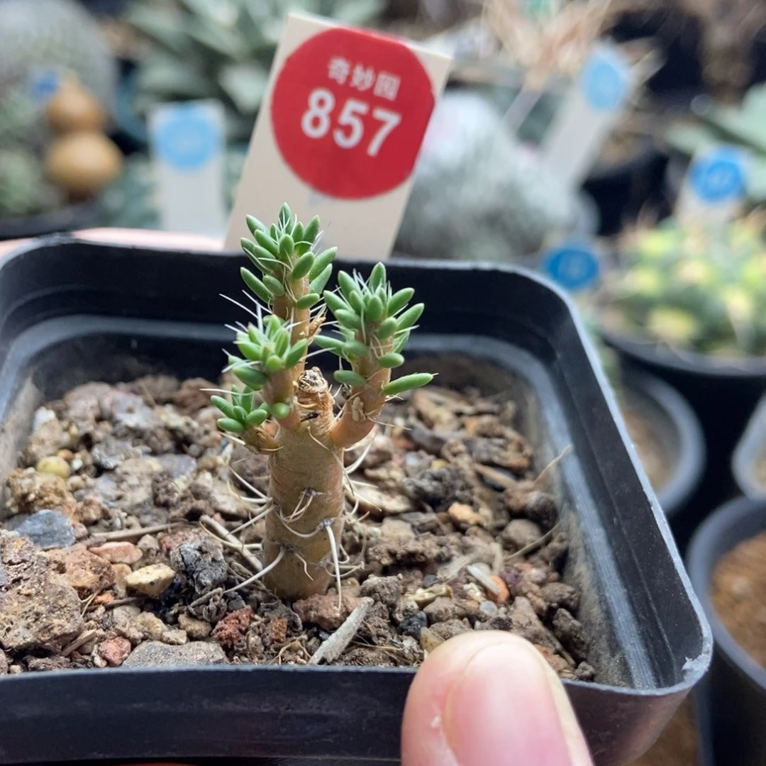 迪吹团扇一棵仙人球