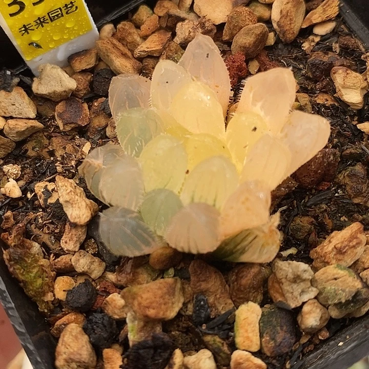 396实生玉露锦一物一拍
