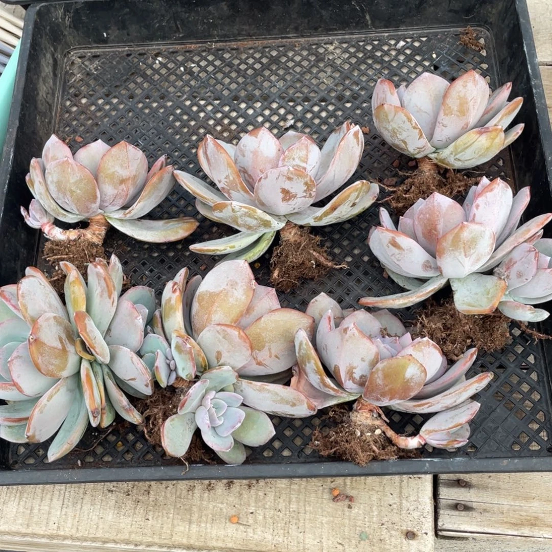韩版奶茶老桩七个清台子