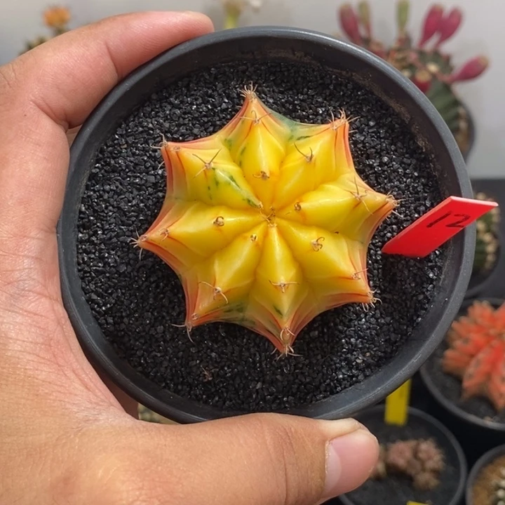 荷****霜精品米哈——带盆土发货