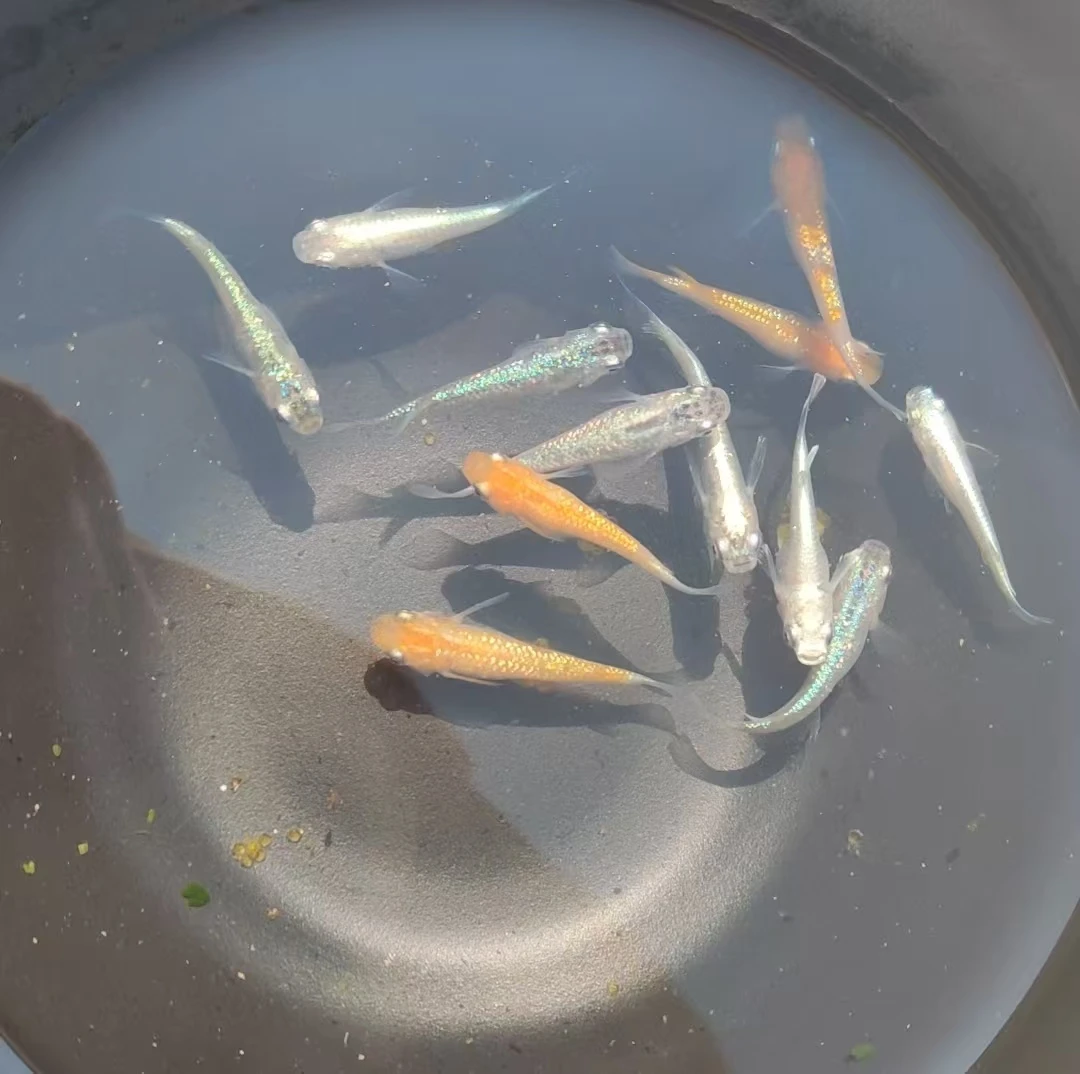 观背青鳉小型观赏鱼一物一拍