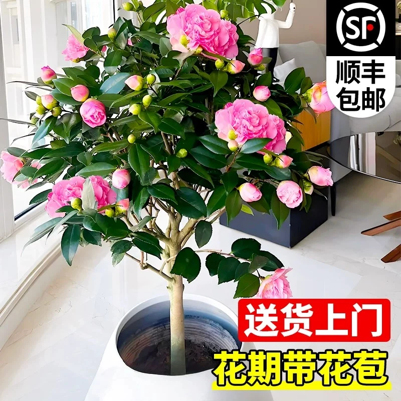 香妃山茶花树苗盆栽浓香型植物带花苞庭院室内耐寒粗壮好养