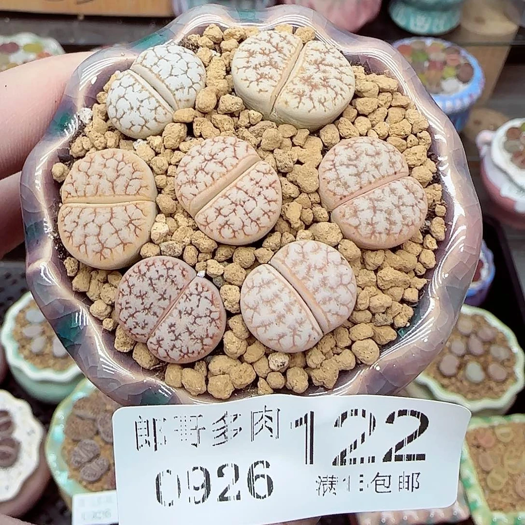 满满18包邮0926-122