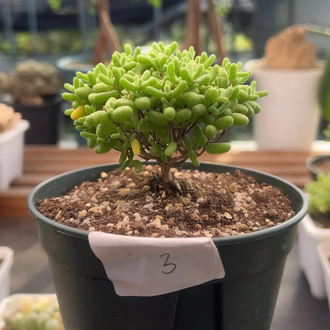 3号金桔糖球10.11多肉