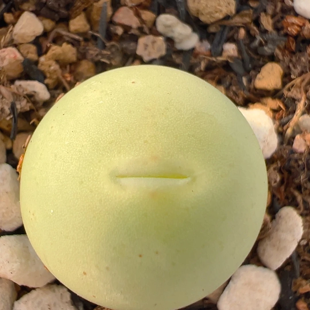 72多肉植物百科鸽子蛋