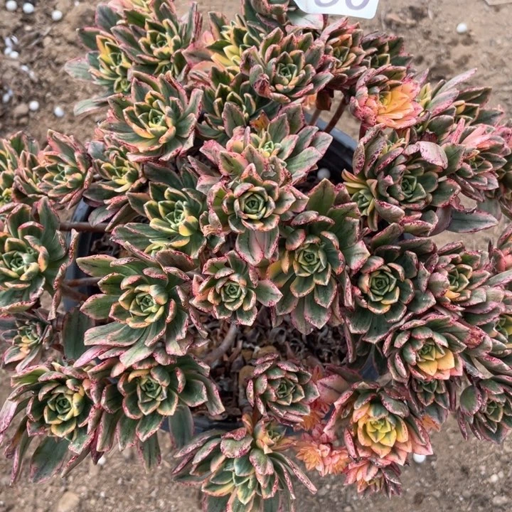 750多肉植物甜茶