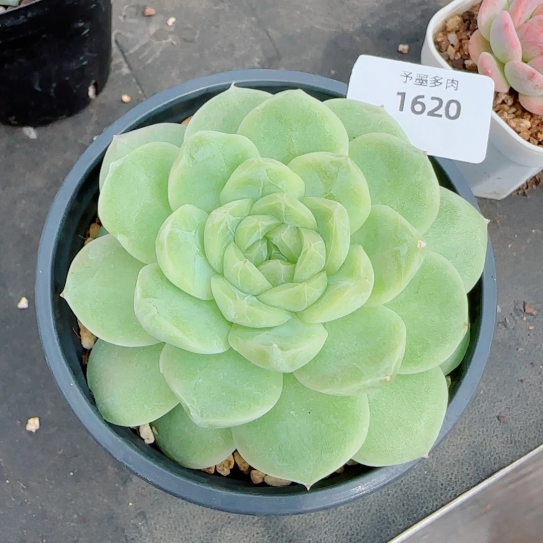 梨花白，1620多肉植物