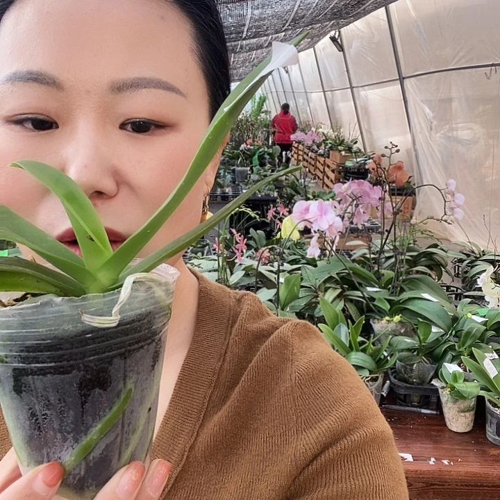 无花朵蓝星蝴蝶兰