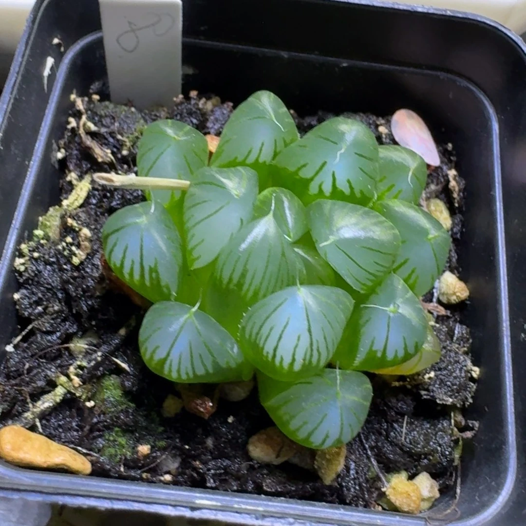 无花朵实生优选玉露