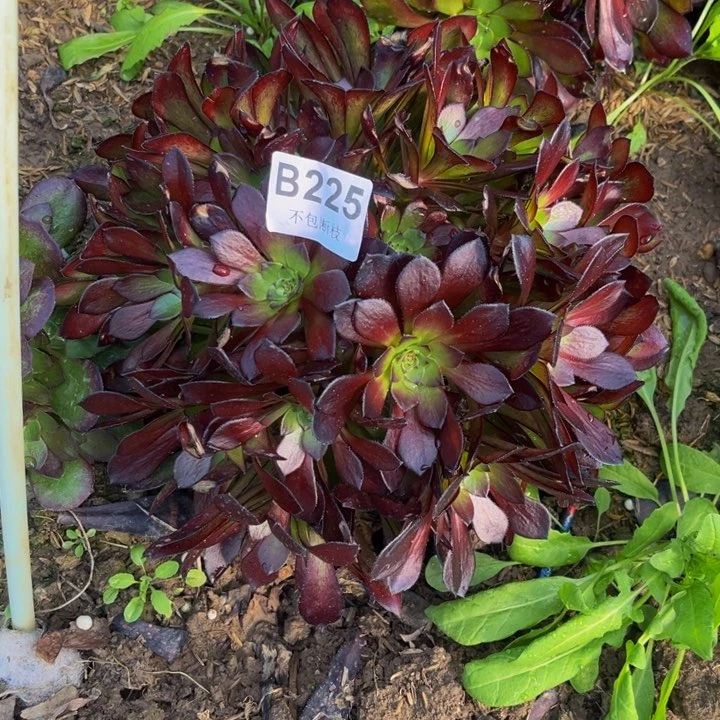 225墨同量多肉法师不包断枝