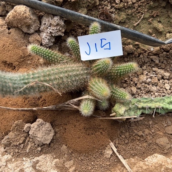 超***越自根金牛克莱因15