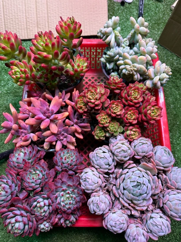 Z满满一大箱多肉!全部挑好的;新手好养云南基地带盆带土发货!
