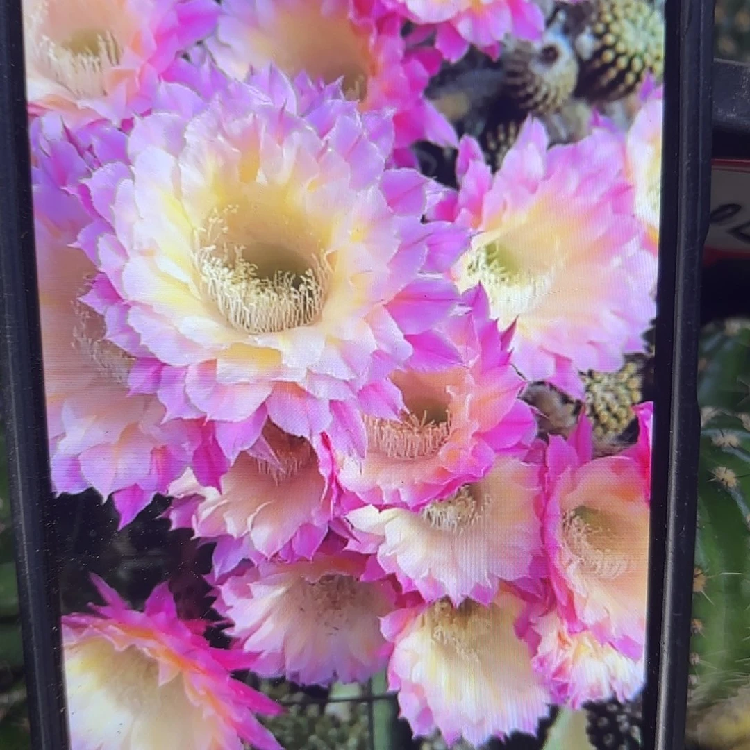 马丙彩侧牙28包邮19