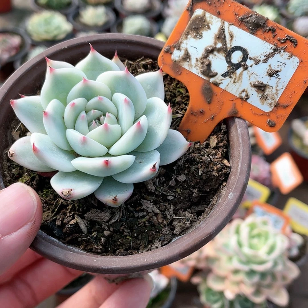 【闪购商品】9号的