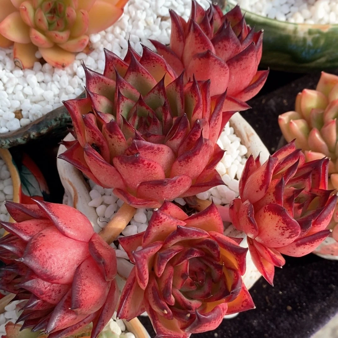 口红杂多肉植物盆栽