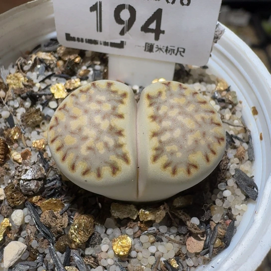 Ssss精品生石花194