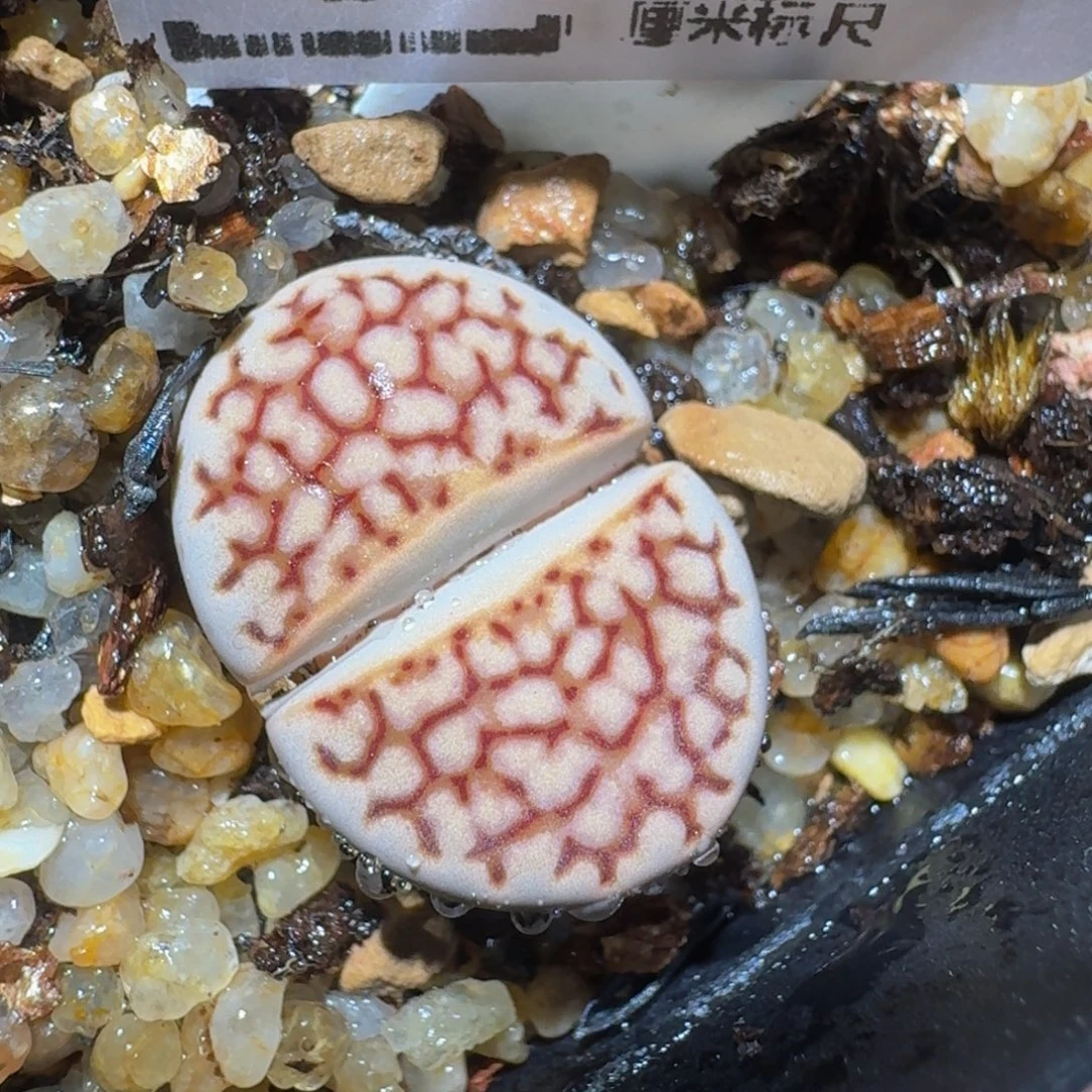 zzzzz精品生石花538