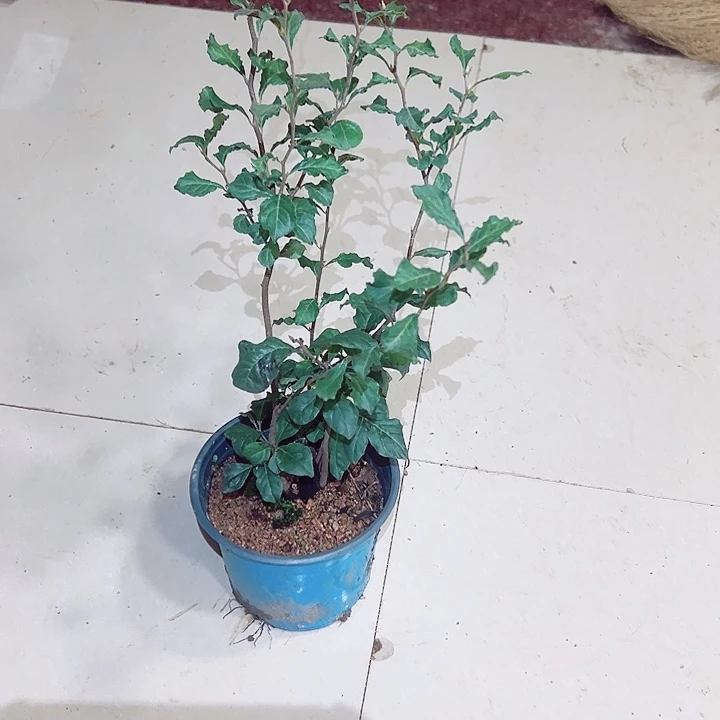 用***哥无花朵哈哈哈哈哈