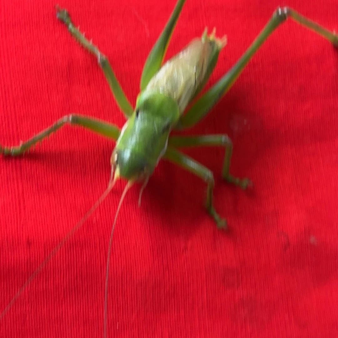 良***衣蝈蝈蝈蝈福福价格